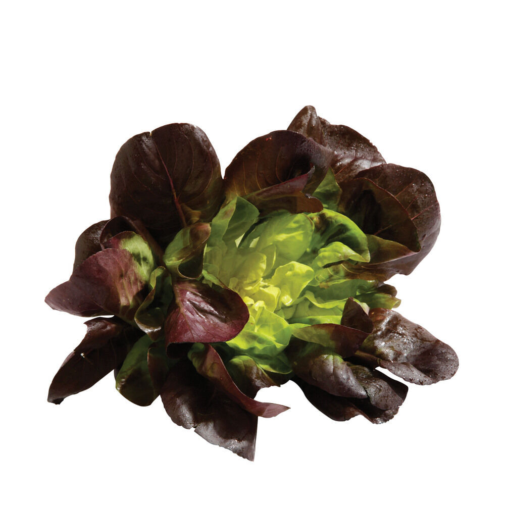 Lechuga morada kg.