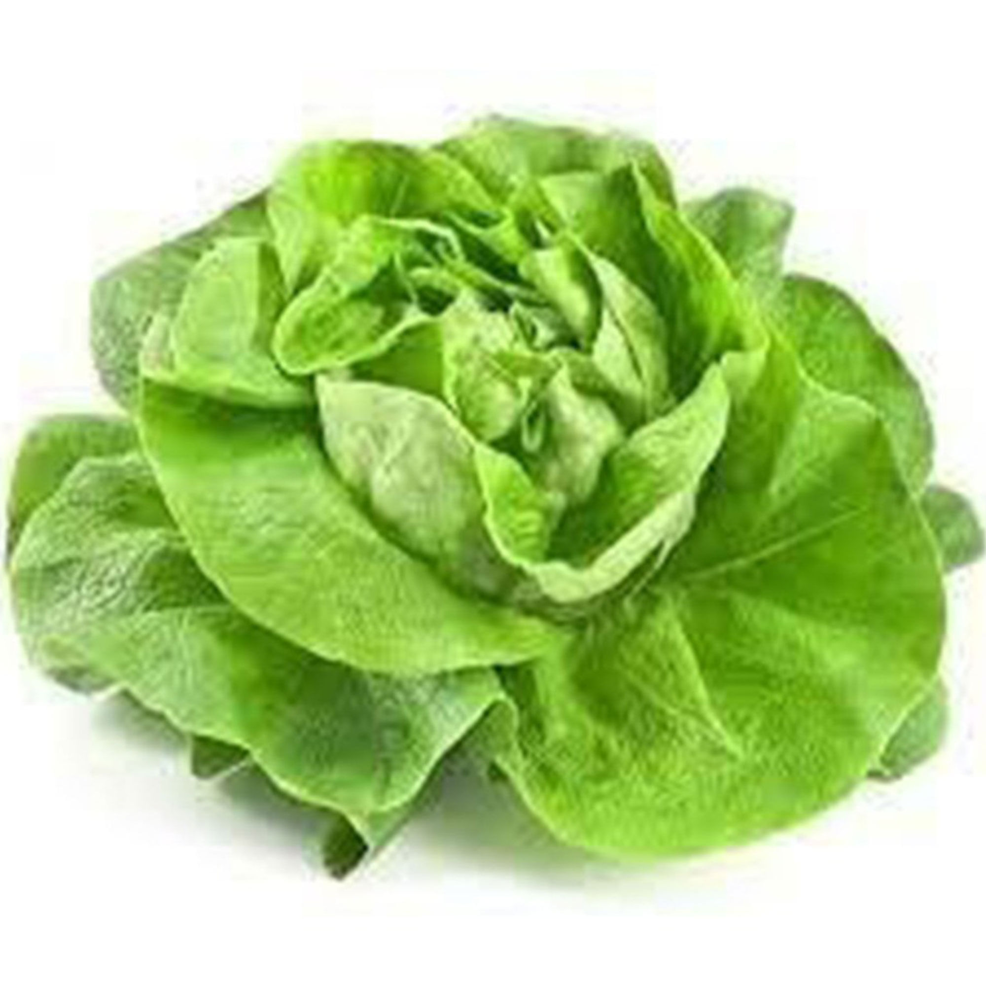Lechuga mantecosa x kg.