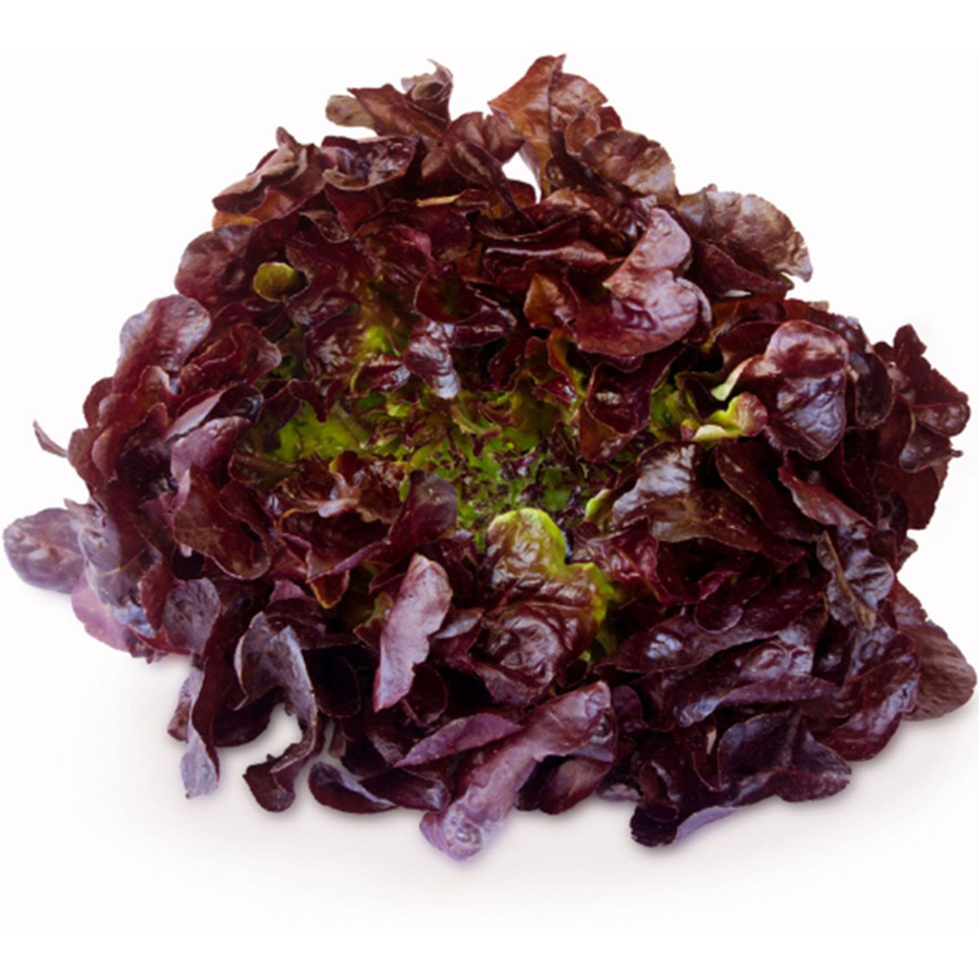 Lechuga morada x kg.