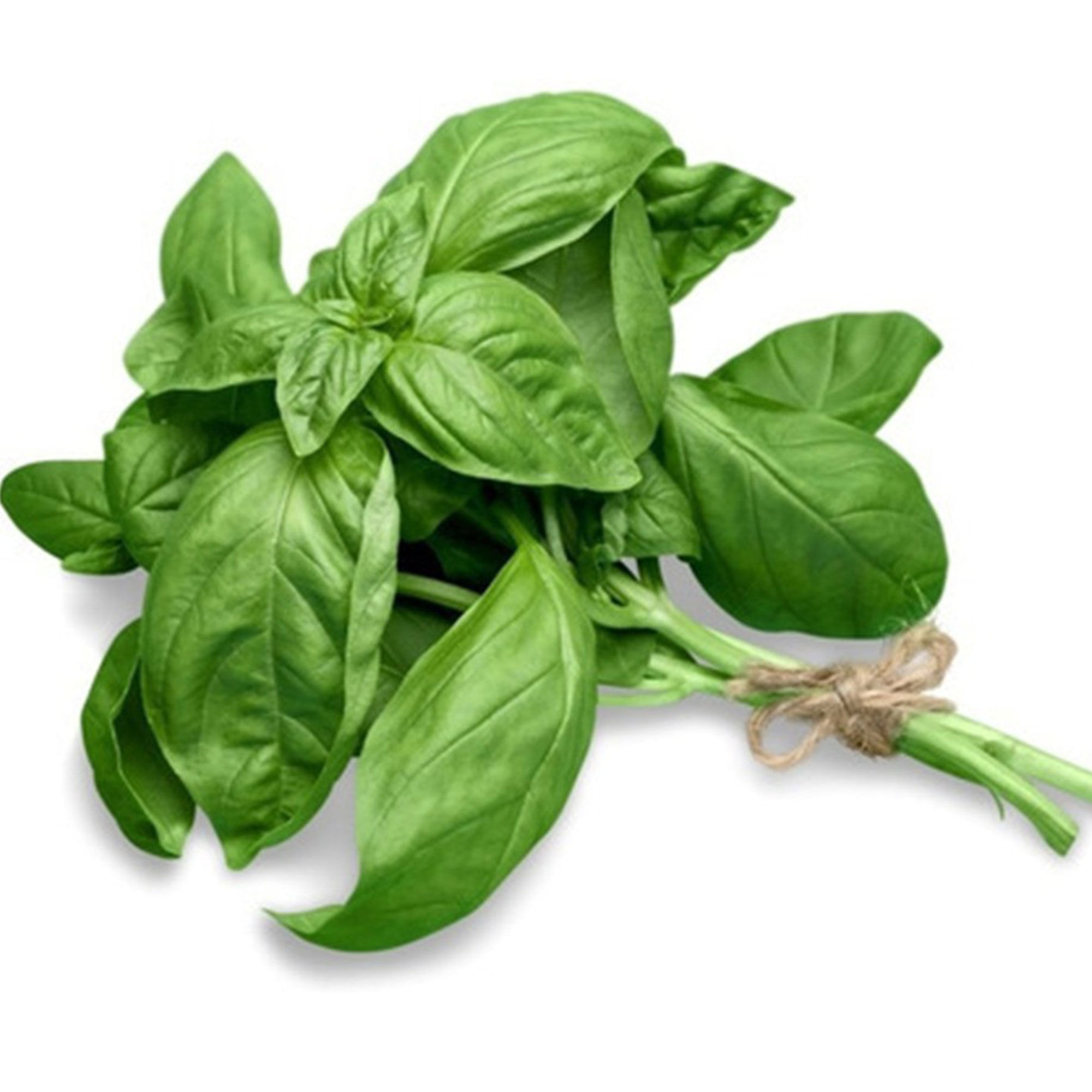 Albahaca x atado.