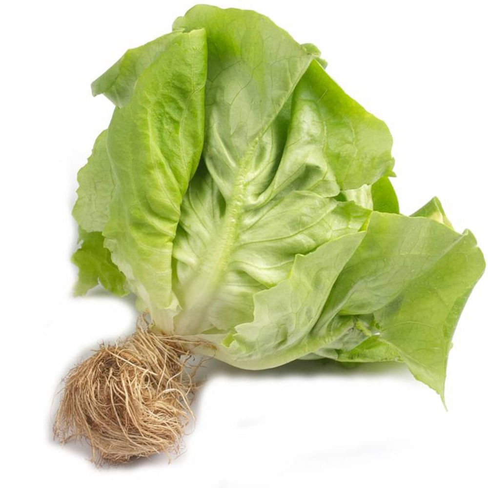 Lechuga hidroponica x unidad